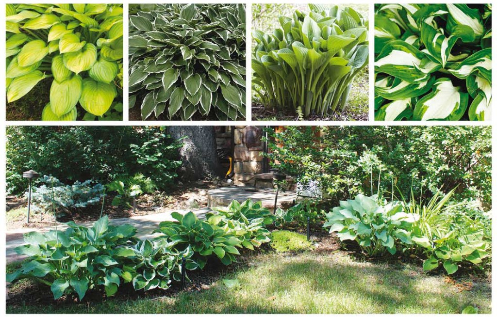 Photos: top row by Shutterstock.com; garden by Mary Lynn Bruny.