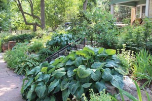 hostas-IMG_6468