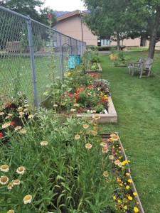 At The Meridian in south Boulder, interested residents receive their own small planter box to tend. Photo by Carol Brock.