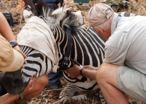 Zebra vets photo by Candace Brad, courtesy www.projectvets.org