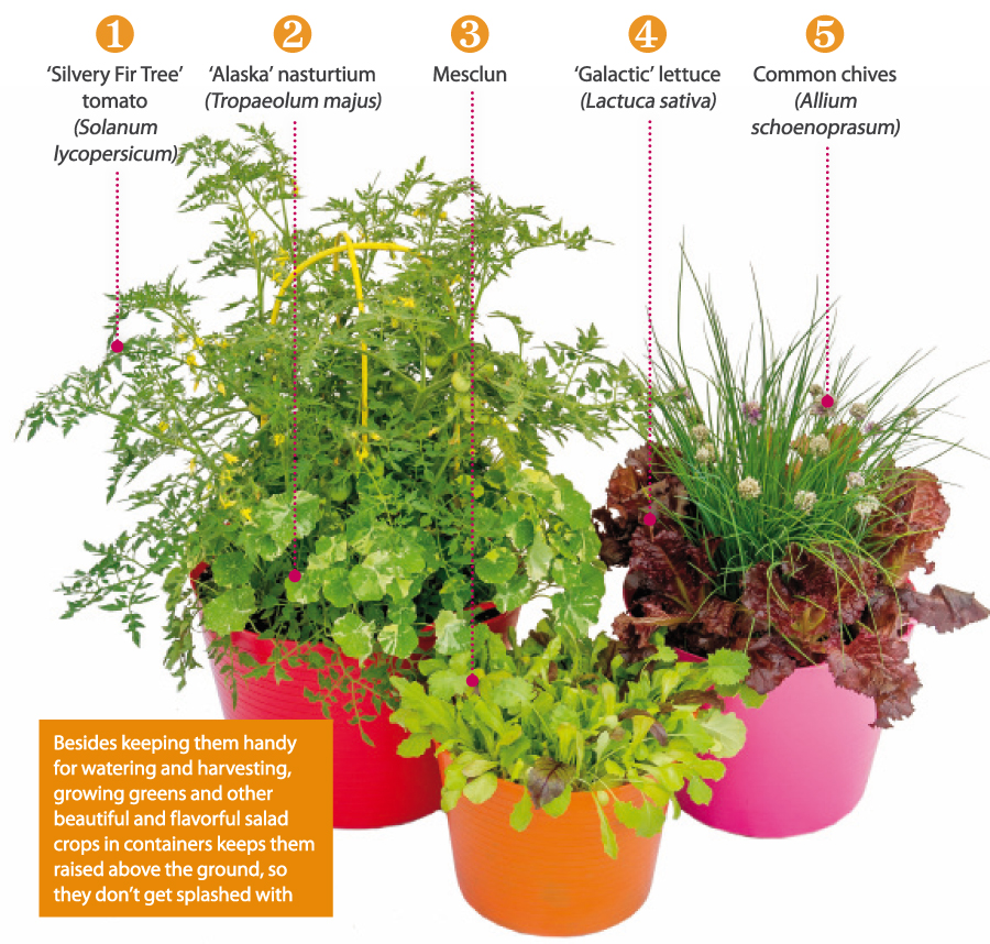 salad-container-gardening