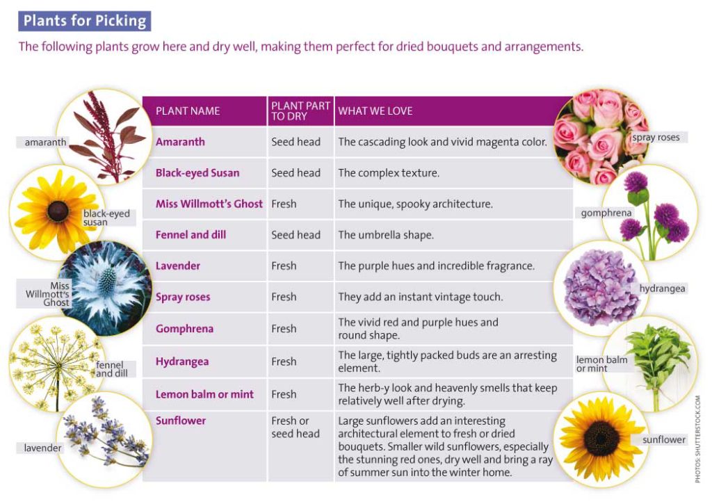 dried-flower-chart