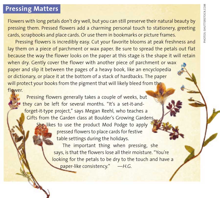 dried-flowers-pressing-matters