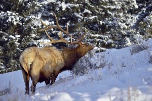 Bull elk at Rocky Mountain National Park. (photo by Kojihirano)