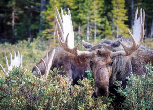 Hikers and wildlife fanciers love to see moose at Brainard Lake. Like the huge numbers of elk in Rocky Mountain National Park, however, moose tip the natural balance by gobbling up riparian plants that smaller species need to survive. (Photo by Jason Duetsch)