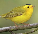 Wilson’s warbler (photo Audubon)