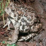 Mountain western boreal toad (photo: Audubon)