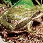 Western chorus frog (photo: Audubon)