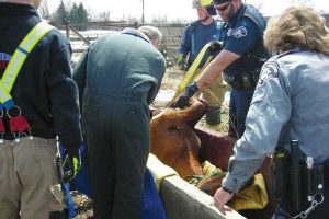 Rescueing a horse near Hygiene in August 2015. Sheriff’s Office staff worked alongside Hygiene and Lyons fire departments, and Steven Benscheidt, D.V.M. (photo courtesy Sheriff's Office)