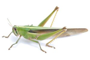 shutterstock_119971222grasshopper