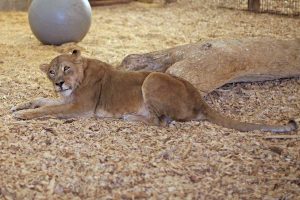 Jonwah was rescued along with Njjarra from a roadside zoo in Iowa in 2016. She’s recovering from years of abuse—a long, slow process. (Photo courtesy Wild Animal Sanctuary)