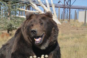 Bears like Kody sometimes hadn’t been hibernating when they were rescued. Usually, they start again after they’ve been at the Wild Animal Sanctuary for a year. (Photo courtesy Wild Animal Sanctuary)