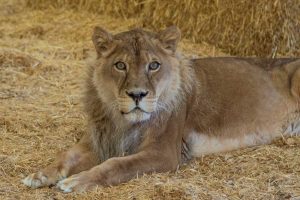 After lions received their own federal protections in 2016, Njjarra and another lioness were able to be rescued from a roadside zoo in Iowa. (Photo courtesy Wild Animal Sanctuary)